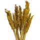 Cantal Grass Bunch - Amber